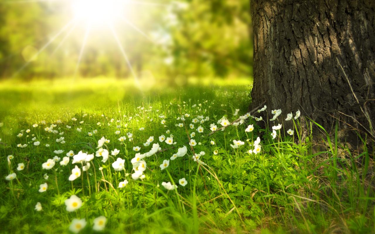 Flowers at a base of the tree in hazy sunshine